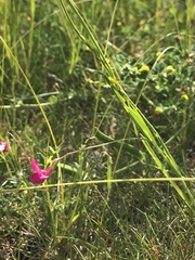 Lathyrus nissolia