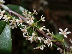 Myrsine stolonifera