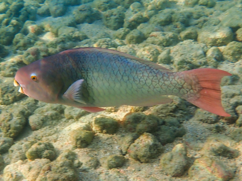 Redlip Parrotfish