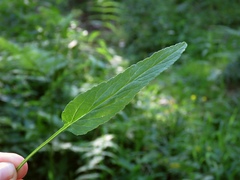 Phyteuma persicifolium