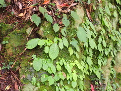 Conandron ramondioides