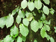 Conandron ramondioides