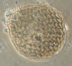 Assulina seminulum