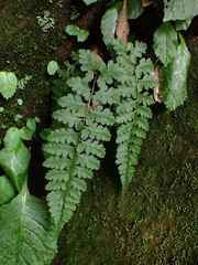Athyrium anisopterum