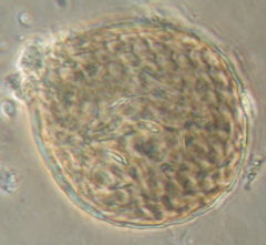 Assulina seminulum