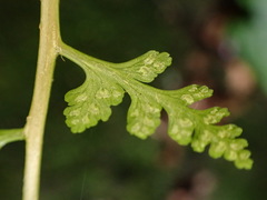 Athyrium anisopterum