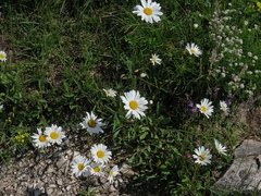 Leucanthemum heterophyllum