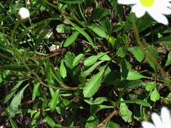 Leucanthemum heterophyllum