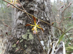 Encyclia parviflora