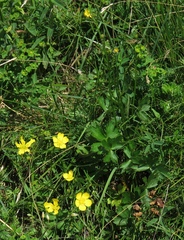 Ranunculus tuberosus