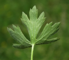 Ranunculus tuberosus