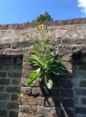 Hieracium amplexicaule spelaeum
