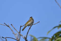 Gavicalis fasciogularis