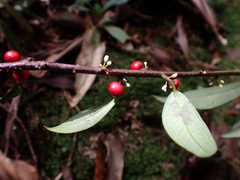 Myrsine stolonifera