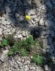 Ranunculus tuberosus