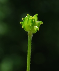 Ranunculus tuberosus