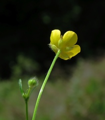 Ranunculus tuberosus
