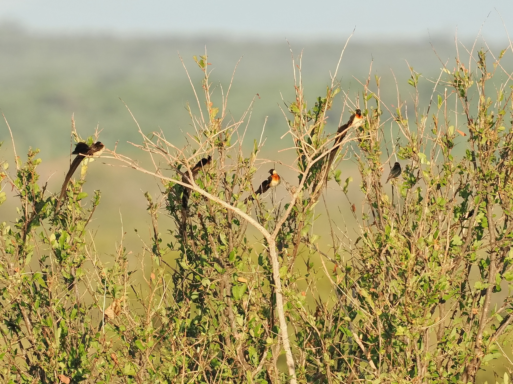 Broad-tailed Paradise Whydah (Vidua obtusa), photo 3