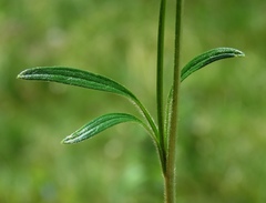 Ranunculus tuberosus