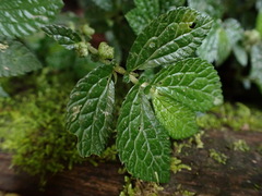 Elatostema parvum