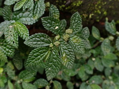 Elatostema parvum