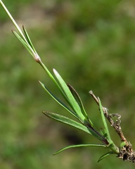 Heliosperma alpestre