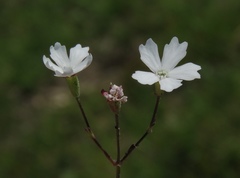 Heliosperma alpestre
