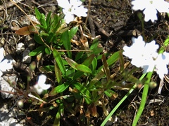 Heliosperma alpestre