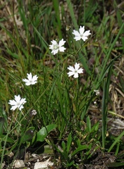 Heliosperma alpestre
