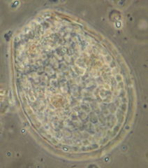 Euglypha