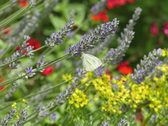 Pieris rapae