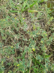 Medicago minima
