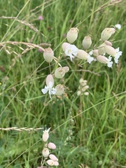 Silene vulgaris