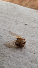 Platypleura basialba