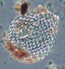 Euglypha