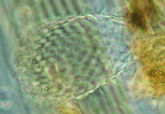 Euglypha
