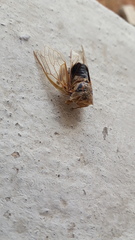 Platypleura basialba