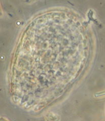 Euglypha