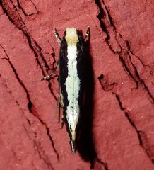 Monopis dorsistrigella