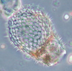 Euglypha