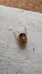 Platypleura basialba