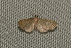Eupithecia haworthiata