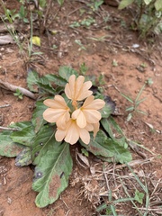 Crossandra infundibuliformis