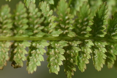Athyrium distentifolium