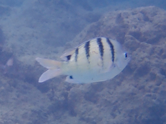 Abudefduf abdominalis