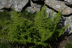 Athyrium distentifolium