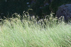 Festuca scabriculmis