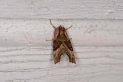 Phlogophora meticulosa