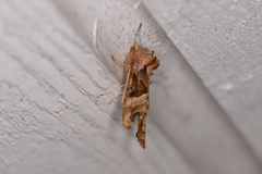 Phlogophora meticulosa