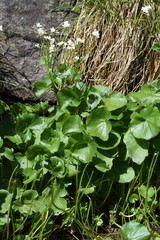 Cardamine asarifolia